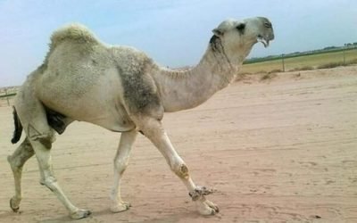 وش اسوي : كيفية استعادة السيطرة على الجمل المخيف