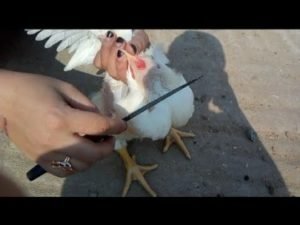 تفسير ذبح الدجاج في المنام