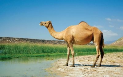 وش اسوي:  حقائق مثيرة وغريبة عن الإبل