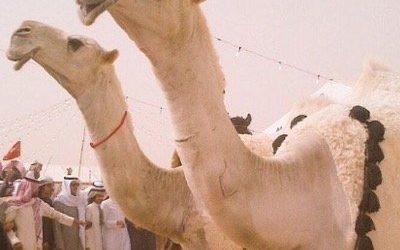 وش اسوي : كيف تشتري جمل