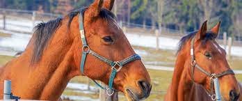 وش اسوي:فلوريدا Cracker Horse