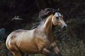 وش اسوي : سلالة حصان Azteca Horse