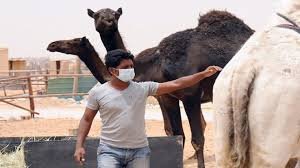 وش اسوي : الطفيلات وامراض الابل