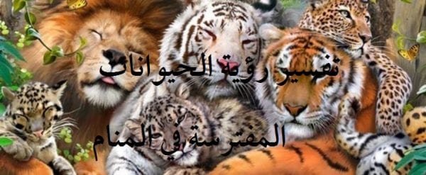 رؤية الحيوانات المفترسة في المنام والتفسيرات الدالة عليها