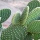 تفسير حلم رؤية الصبار في المنام