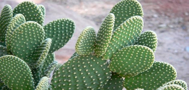 تفسير حلم رؤية الصبار في المنام