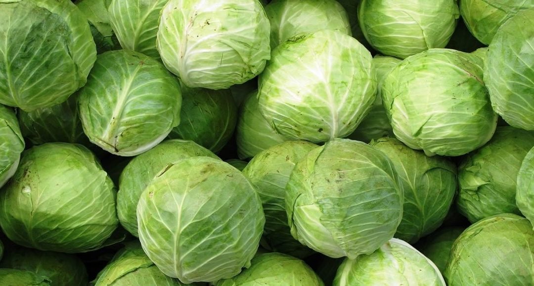 تفسير حلم رؤية الملفوف في الحلم للعزباء والمتزوجة والحامل والمطلقة والرجل