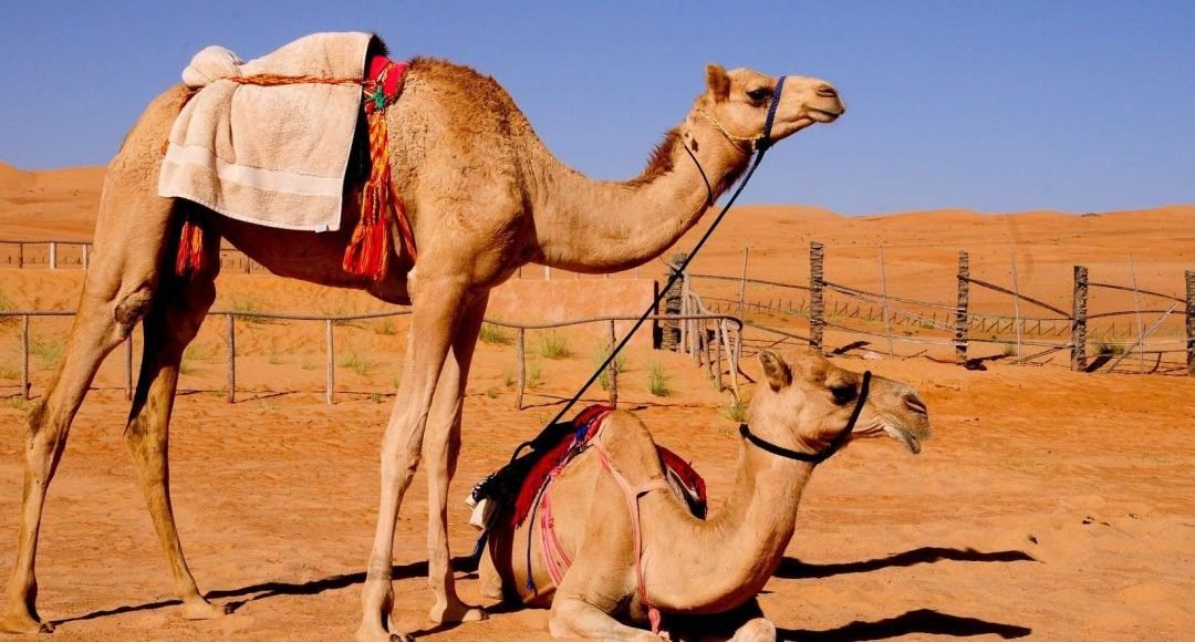 تفسير رؤية الجمل في المنام
