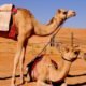 تفسير رؤية الجمل في المنام