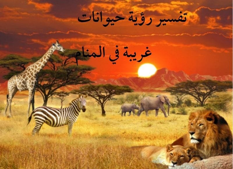 تفسير رؤية حيوانات غريبة في المنام