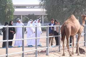 وش اسوي : مستقبل تربية الإبلفي الامارات