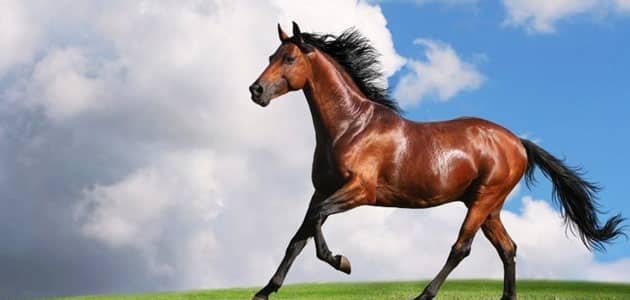 تفسير حلم الخيول الكثيره تجري للعزباء والمتزوجة والحامل