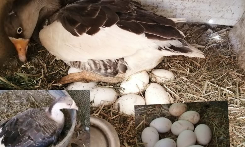 تفسير حلم بيض النعام في المنام للمرأة والرجل