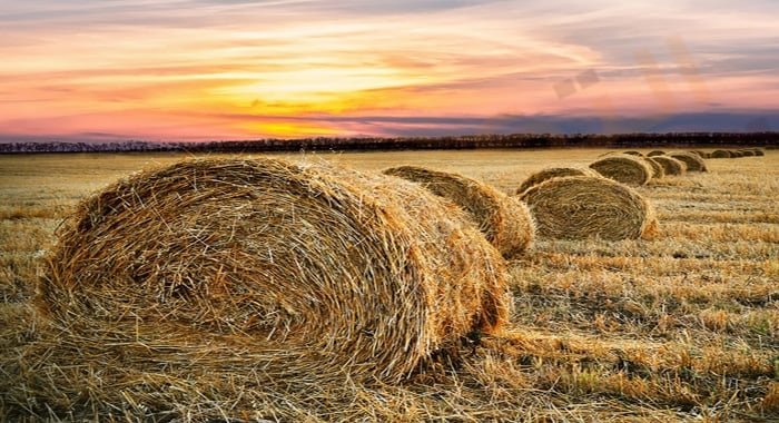 تفسير حلم رؤية التبن في المنام للعزباء والمتزوجة والحامل والرجل