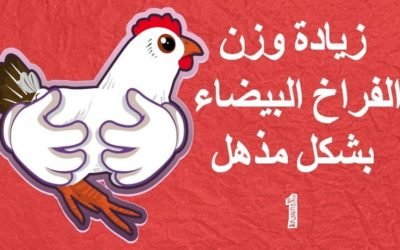 كيفية زيادة وزن الفراخ البيضاء بـ 5 طرق طبيعية آمنه