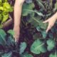 استخدام إطارات السيارات في الزراعة