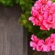تعرف على خطوات زراعة نبات العطرة في المنزل