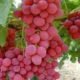 طرق زراعة العنب